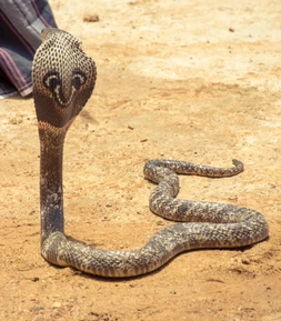 Змеиная ферма