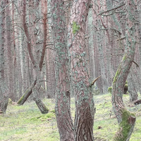 Фото отзыва 6: экскурсия "Утренняя Куршская коса, Зеленоградск и замок Нессельбек на автобусе"