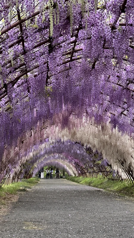Весеннее чудо Кюсю - глицинии в цвету (в Фукуоке)