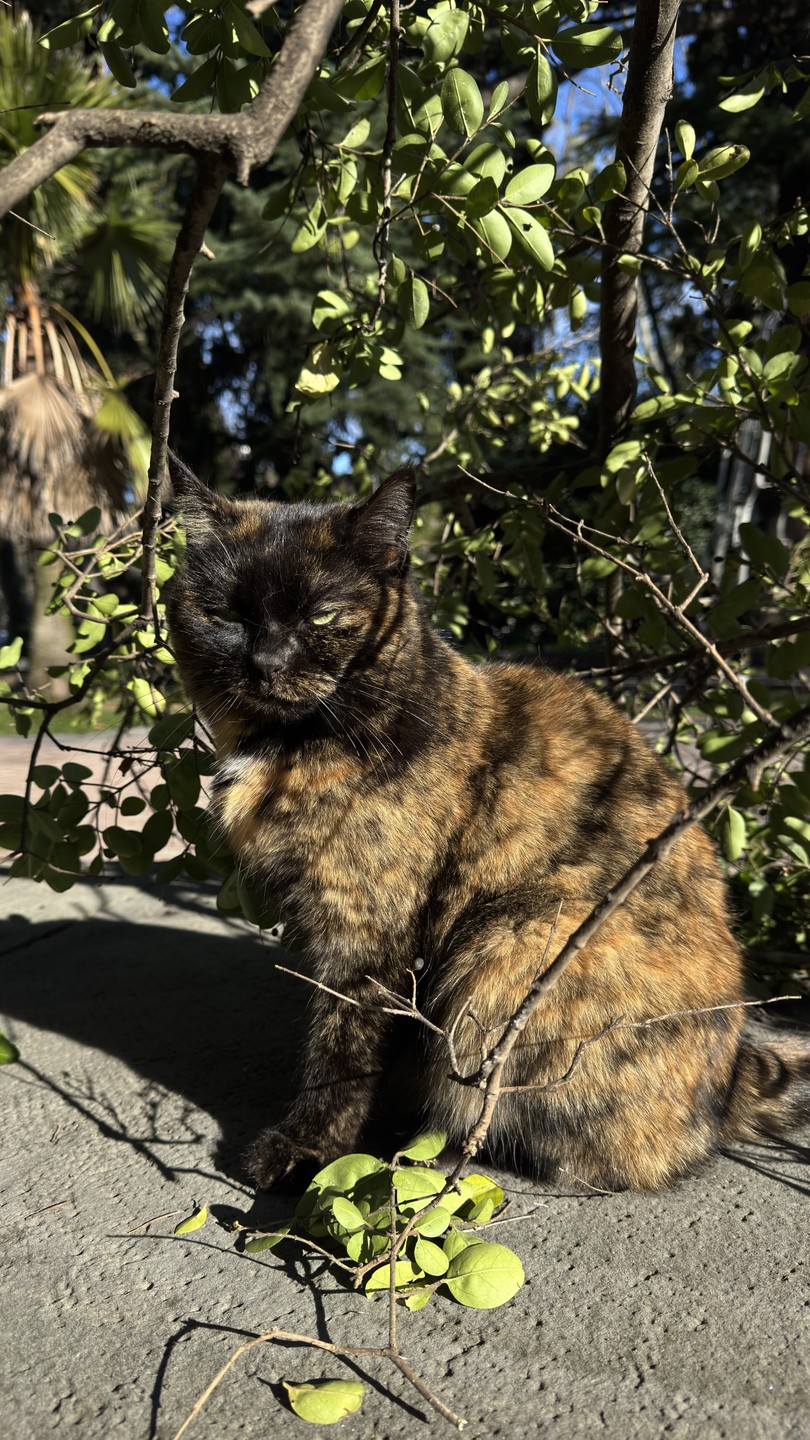 Квест-экскурсия по центру Сочи (Николай)