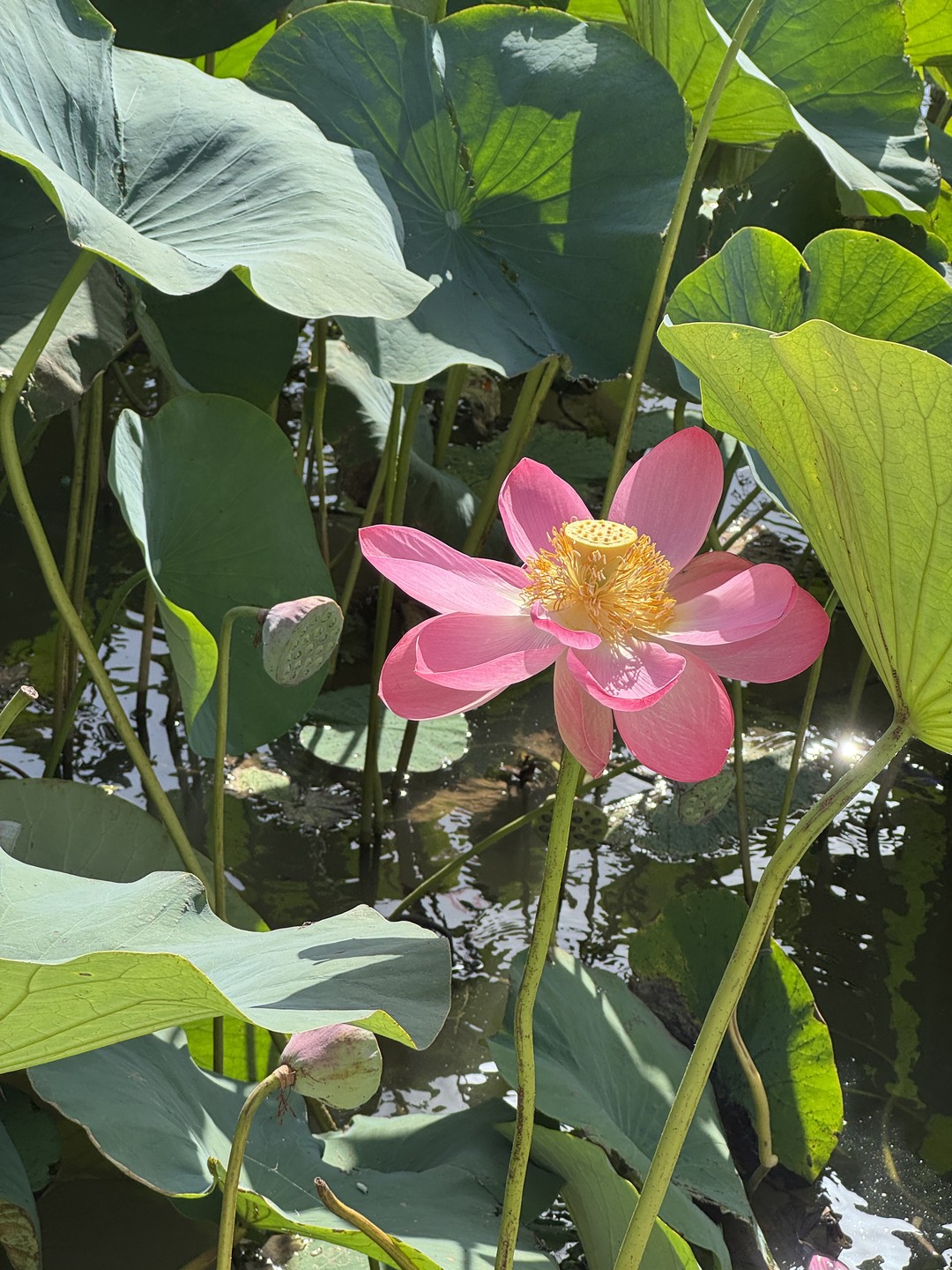 Экскурсия превзошла все ожидания! Так близко увидеть лотосы я не ожидала. Поездка продумана до мелочей. Кто