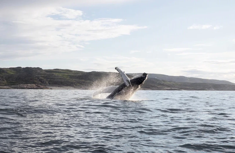 Сияние, киты и ты: Арктика с айс-флоатингом и этнопрограммой, выходом в море и посещением Териберки