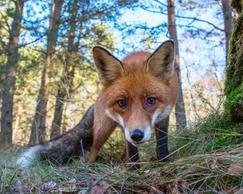Фото 3: авторский тур «Куршская коса, курорты Балтики и 2 дня в Калининграде (проживание не включено)»
