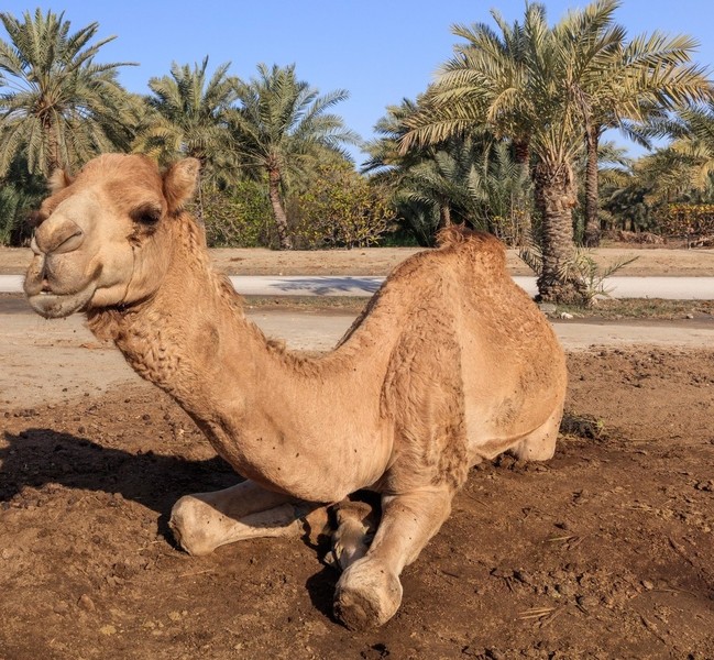 Королевская верблюжья ферма