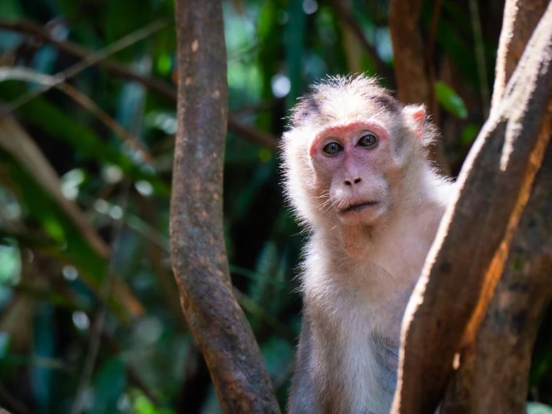 Джунгли и специи Гоа: водопад Дудхсагар и сафари на джипах (всё включено)