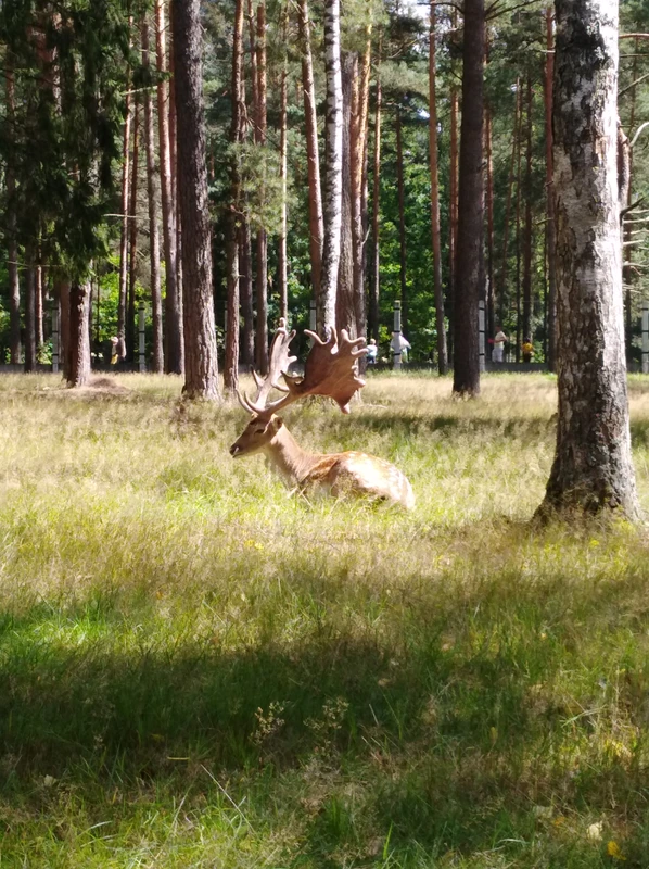 Фото отзыва 3: экскурсия "Беловежская пуща по выходным и праздникам"