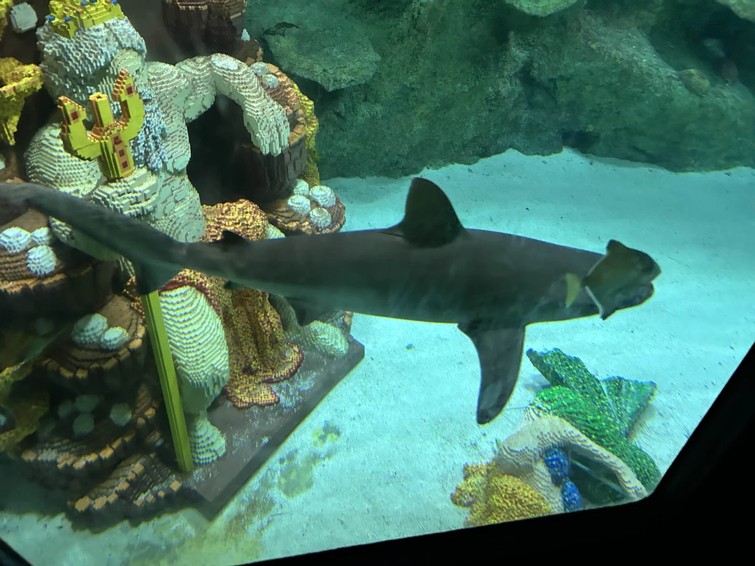 Билеты в парк LegoLand (Нелли)