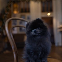 Фото отзыва 1: экскурсия "В гостях: фотоэкскурсия в дворянской квартире"