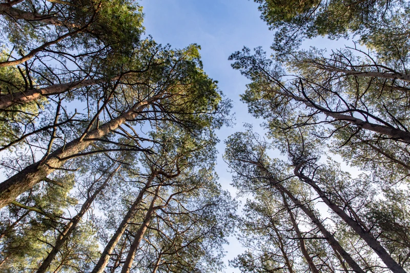 Классический маршрут на Куршскую косу - из Калининграда