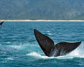 Херманус, мыс Игольный и очковые пингвины