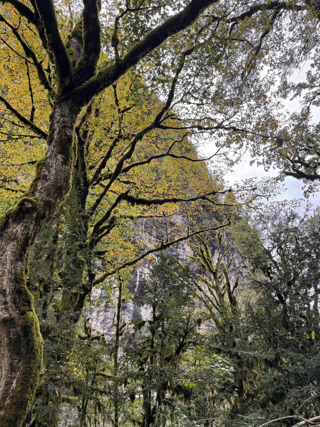 Индивидуальная экскурсия по солнечной Абхазии (Ирина)