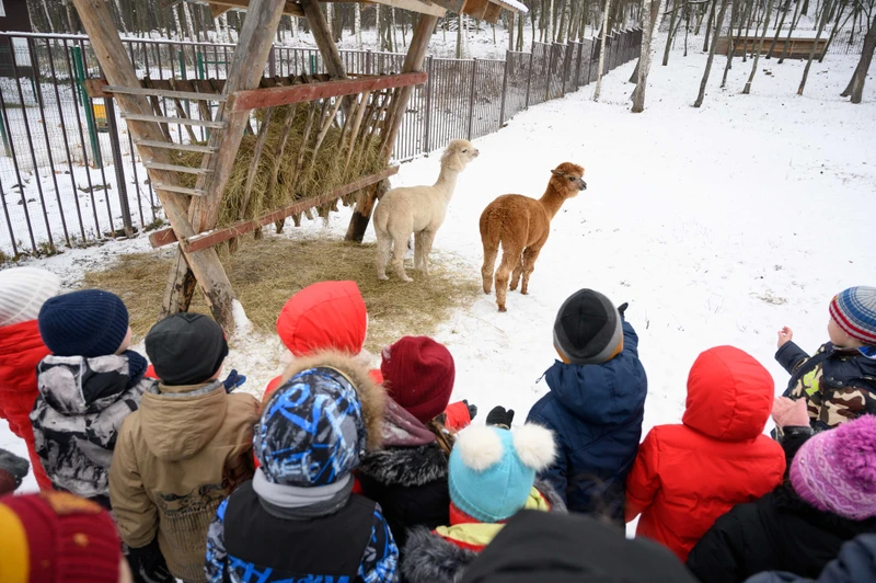Новый год на ферме в вашей компании: общение с животными, зимние забавы и сырный мастер-класс