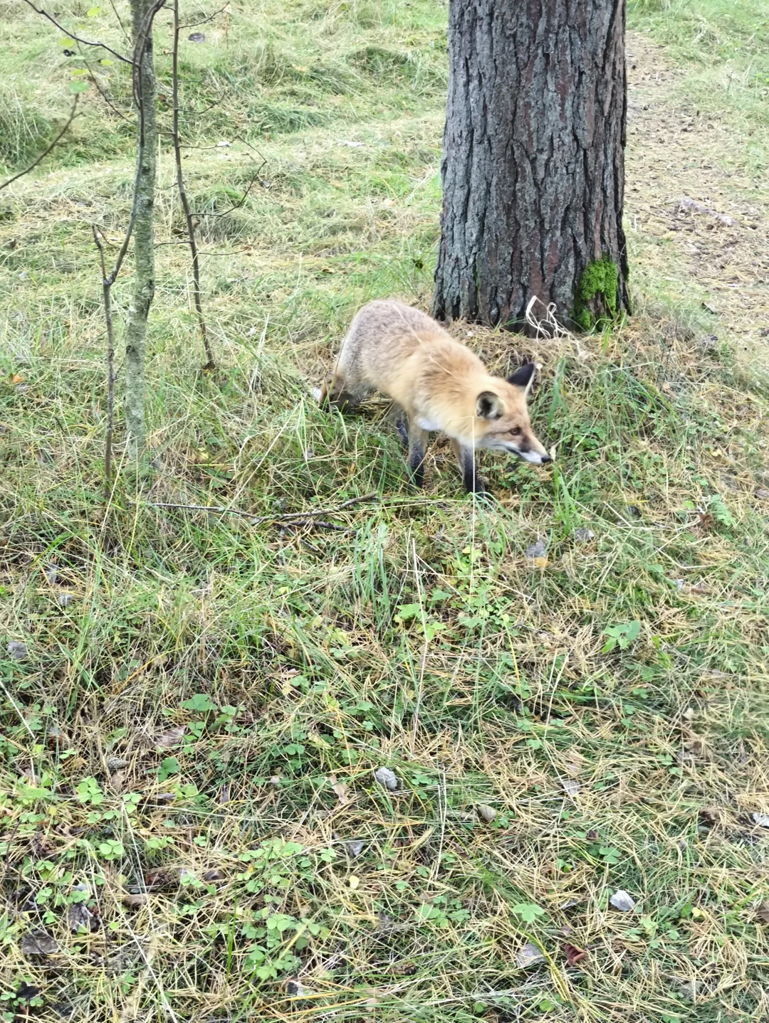 Супер экскурсия с гидом Олегом! Природа Калининградской области вдохновляет своей красотой и самобытностью! Все четко и