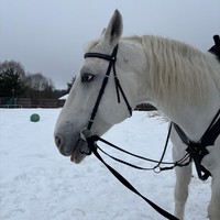 Фото отзыва 1: экскурсия "Знакомство с конным наследием России"