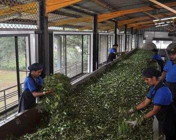 Поездка на поезде, визит на чайную фабрику