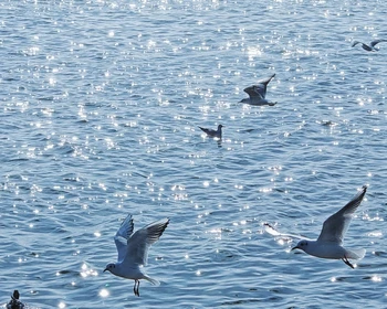 Прогулка по Шэньчжэню и окончание тура