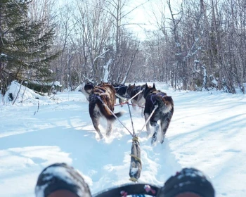 Знакомство с культурой коряков, катание на собачьих упряжках, отдых в термах