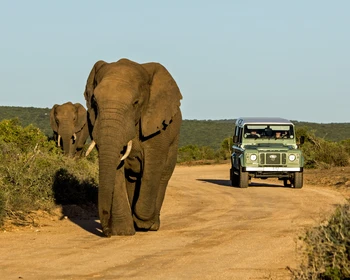 Сафари и свободное время