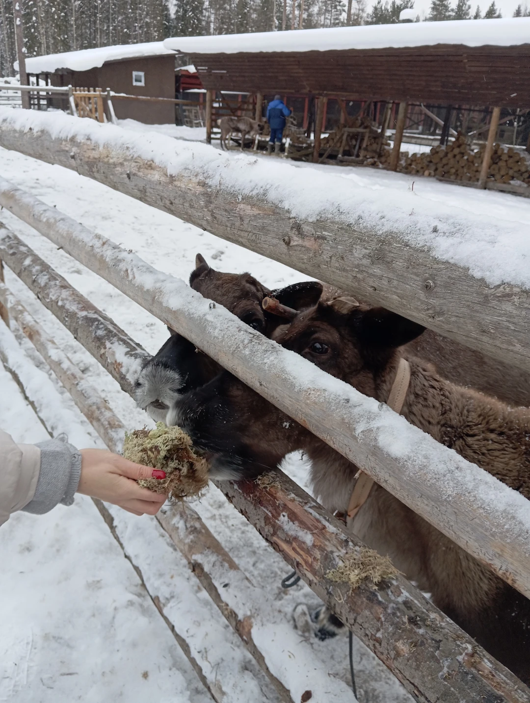 Побывали в настоящей зимней сказке!