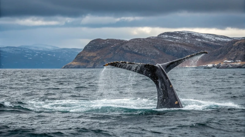 С семьёй на Север: Мурманск, Териберка, Кировск и деревня саамов индивидуально
