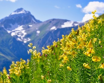 КЧР: Домбай