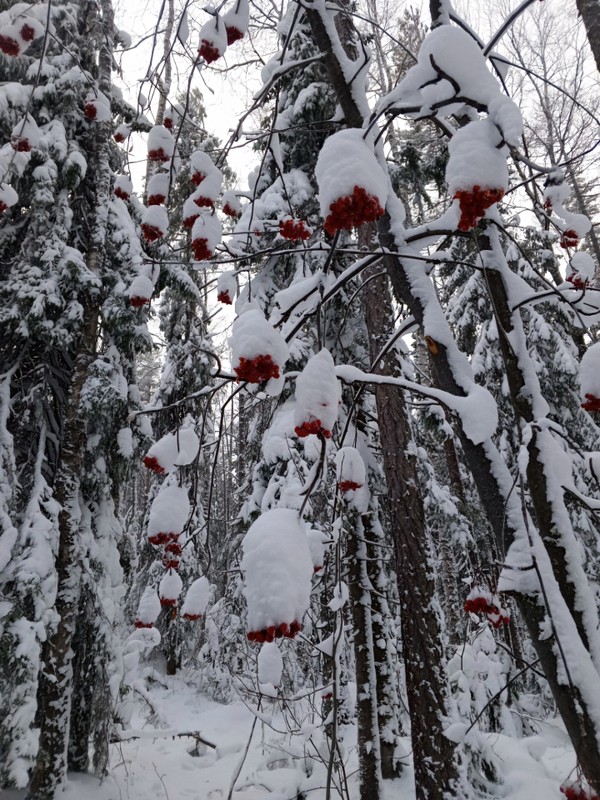 Фото отзыва 3: экскурсия "В поисках «Каменного цветка»: треккинг по живописным лесам Урала"