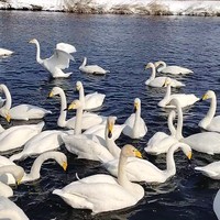 Фото отзыва 2: экскурсия "В гости к хаски и лебедям — из Горно-Алтайска"