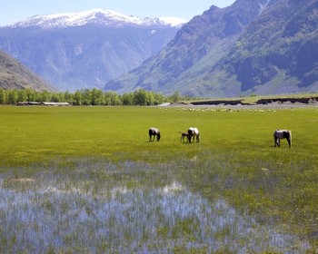 Каменные грибы и путь к югу Телецкого озера