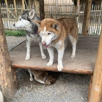 Фото отзыва 3: экскурсия "В Карелию и Рускеалу на день из Петербурга"