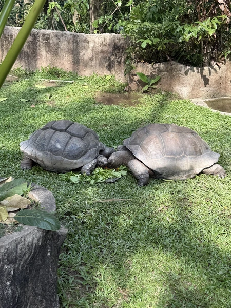гид Виктор - просто пушка! знает языки всех животных 😂 поболтали со всеми животными и покормили. От плавающего слона - в полном шоке до сих пор)