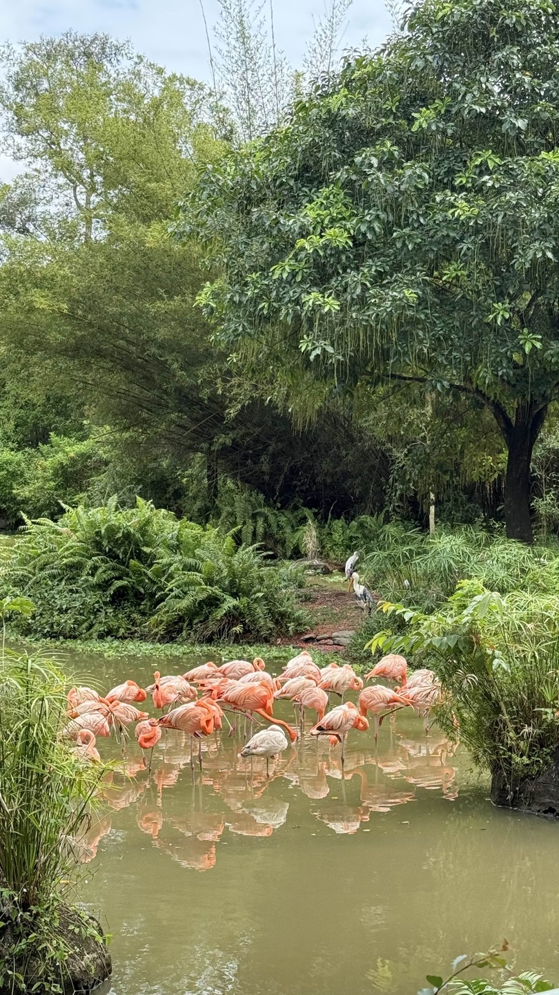 Сафари парк прекрасен. привезли к открытию - было комфортно. рыбацкая деревня - очень вкусный обед.