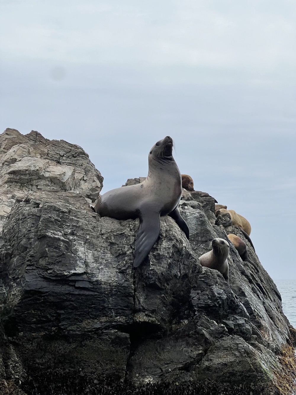 К нерпам и дальневосточным леопардам — из Владивостока (8/12)
