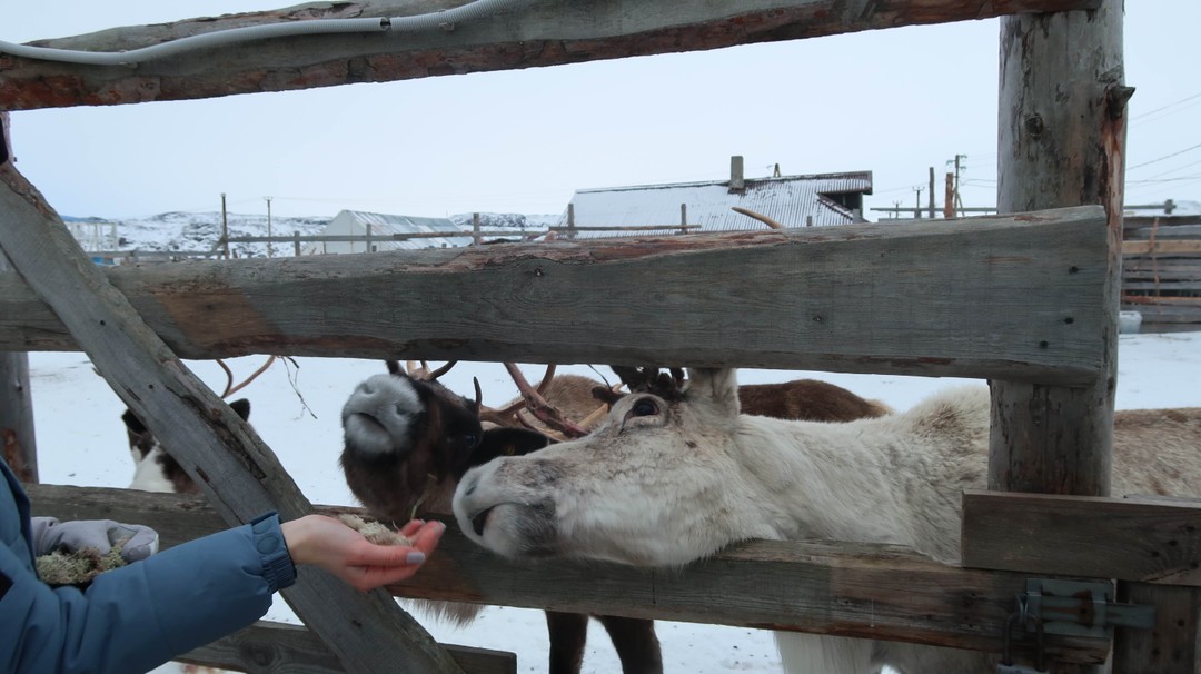 10000/10, мы просто в восторге! была до этого единожды в Териберке, небо и земля, насколько много