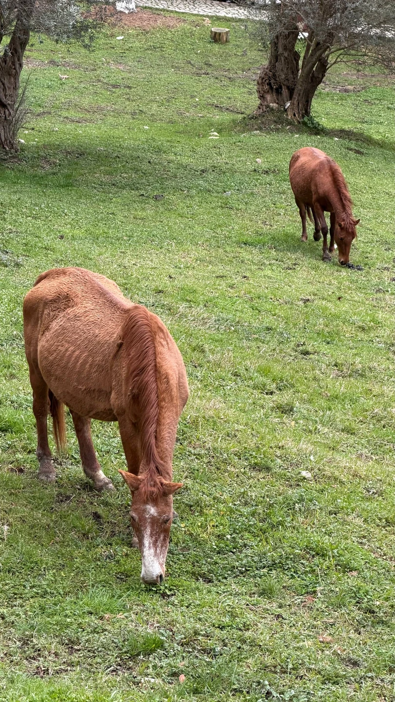 От всей семьи благодарим Адгура за организацию экскурсии! В Абхазии мы впервые, решили, что лучший формат