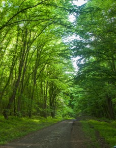 Самурский лес