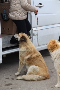 Фото отзыва 3: экскурсия "Познать Грузию: Мцхета и Казбеги из Тбилиси (всё включено)"