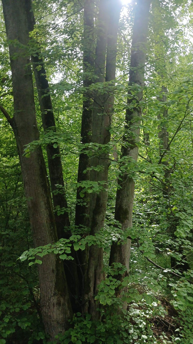 Поездка была долгожданная,желанная. Не хватило времени,конечно,чтобы все посмотреть и потрогать. Поэтому,планируем поехать ещё раз самостоятельно