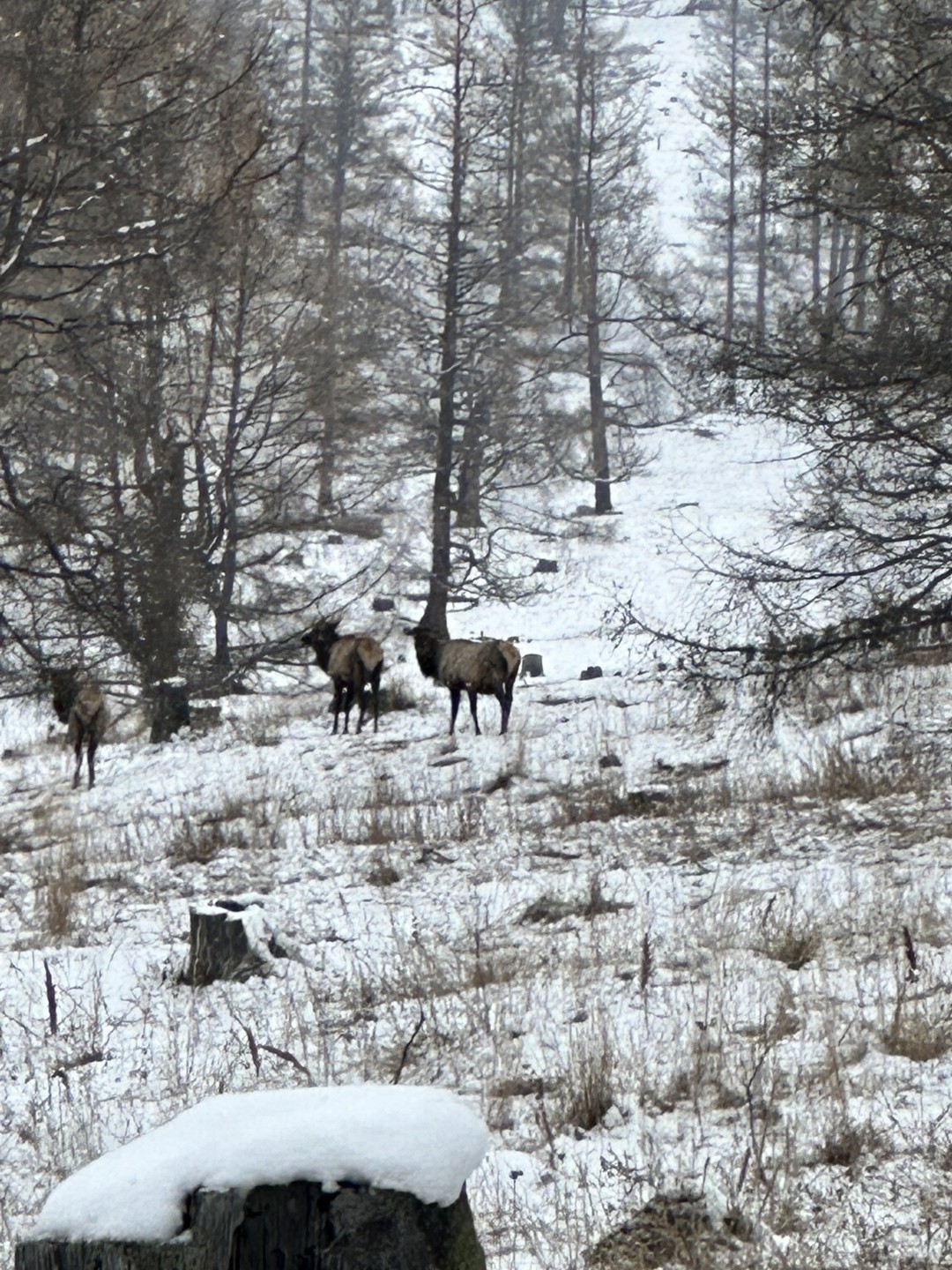 Чуйский тракт за 1 день: экскурсия-конструктор (Марина)