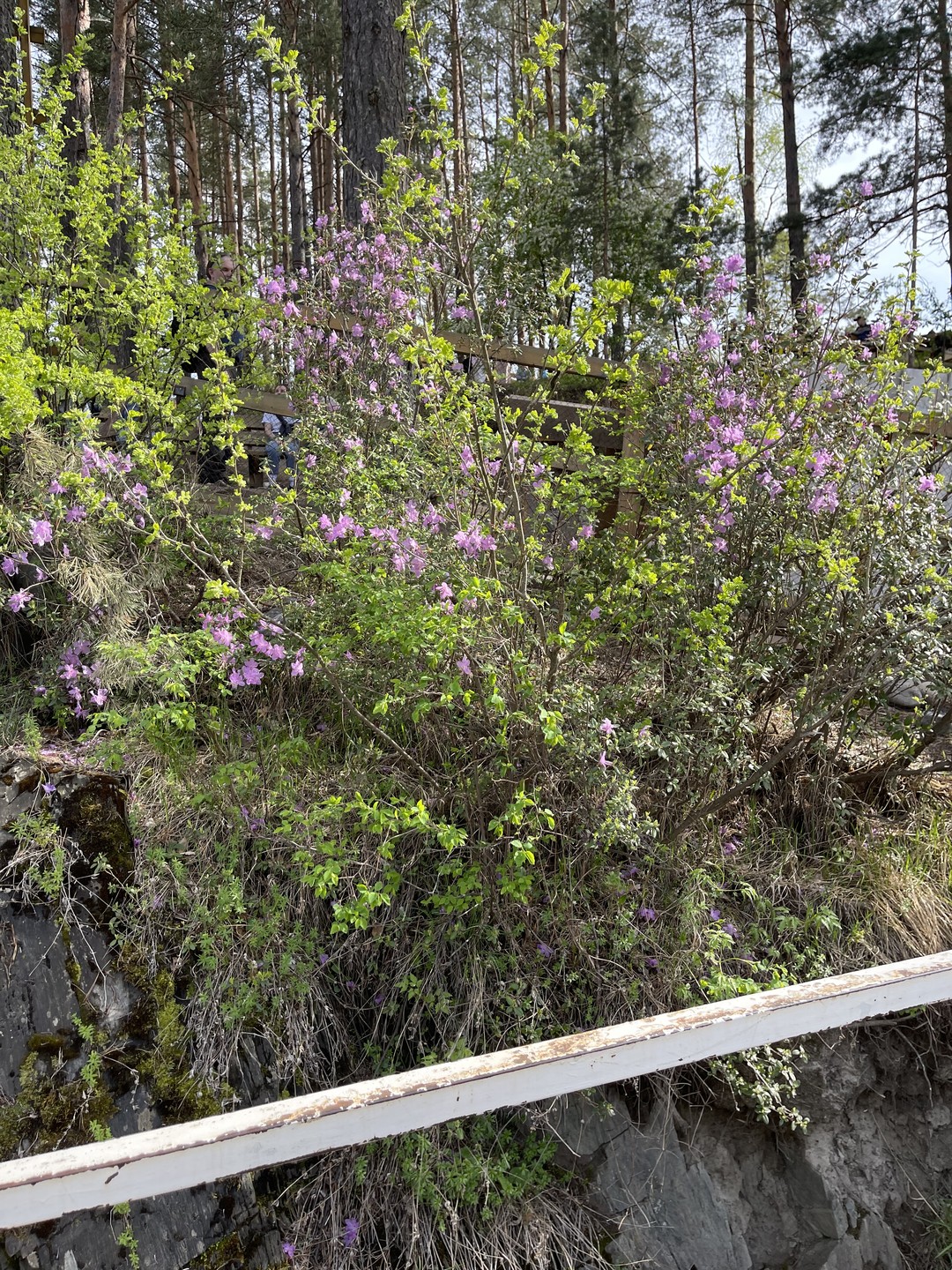 Весенний цветущий Алтай надо видеть, слышать и вдыхать полной грудью! Виновник поездки Маральник (Багульник) только толика