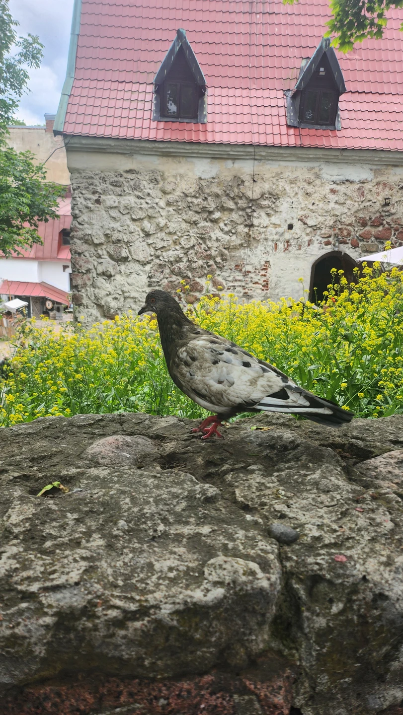 Замок и улочки средневекового Выборга (Светлана)