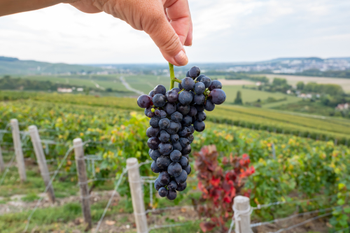 Дегустации в Chateau Pinot и "Сикорах", спа в "Семигорье"