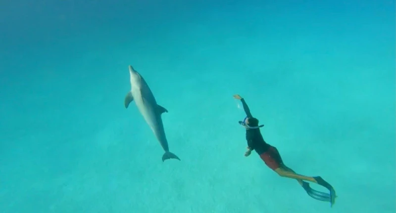 Встреча с дельфинами и снорклинг у побережья Хургады