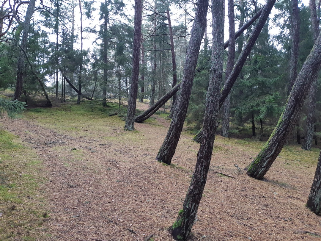 Красивая экскурсия. Природа волшебная. Восхищает труд людей создавших такое чудо. Хочеться гулять там бесконечно. Видели диких