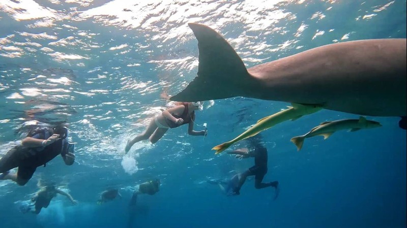 Снорклинг с черепахами в бухте Абу Дабаб + аквапарк (из Хургады) - Фото 6