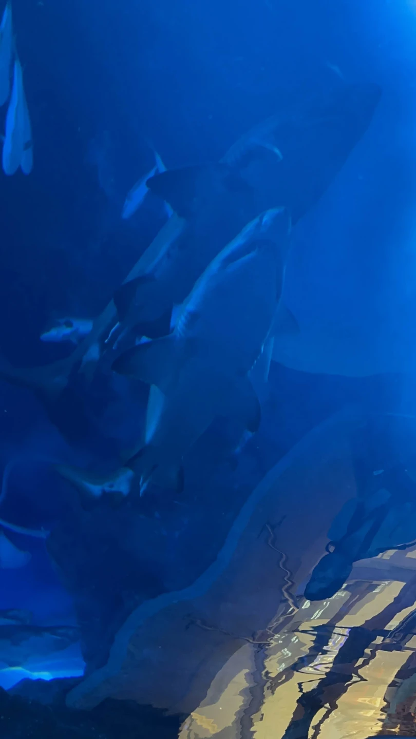 Билеты в Аквариум Дубай Молла