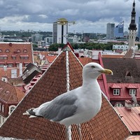 Фото отзыва 1: экскурсия "С улыбкой по Старому Таллину!"