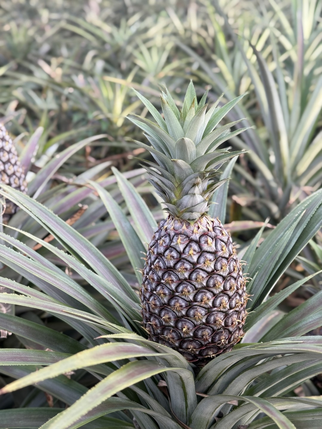 Евгению огромное спасибо, всё чётко организовано. Ездили на экскурсию по острову Лусон, всё что заявлено в