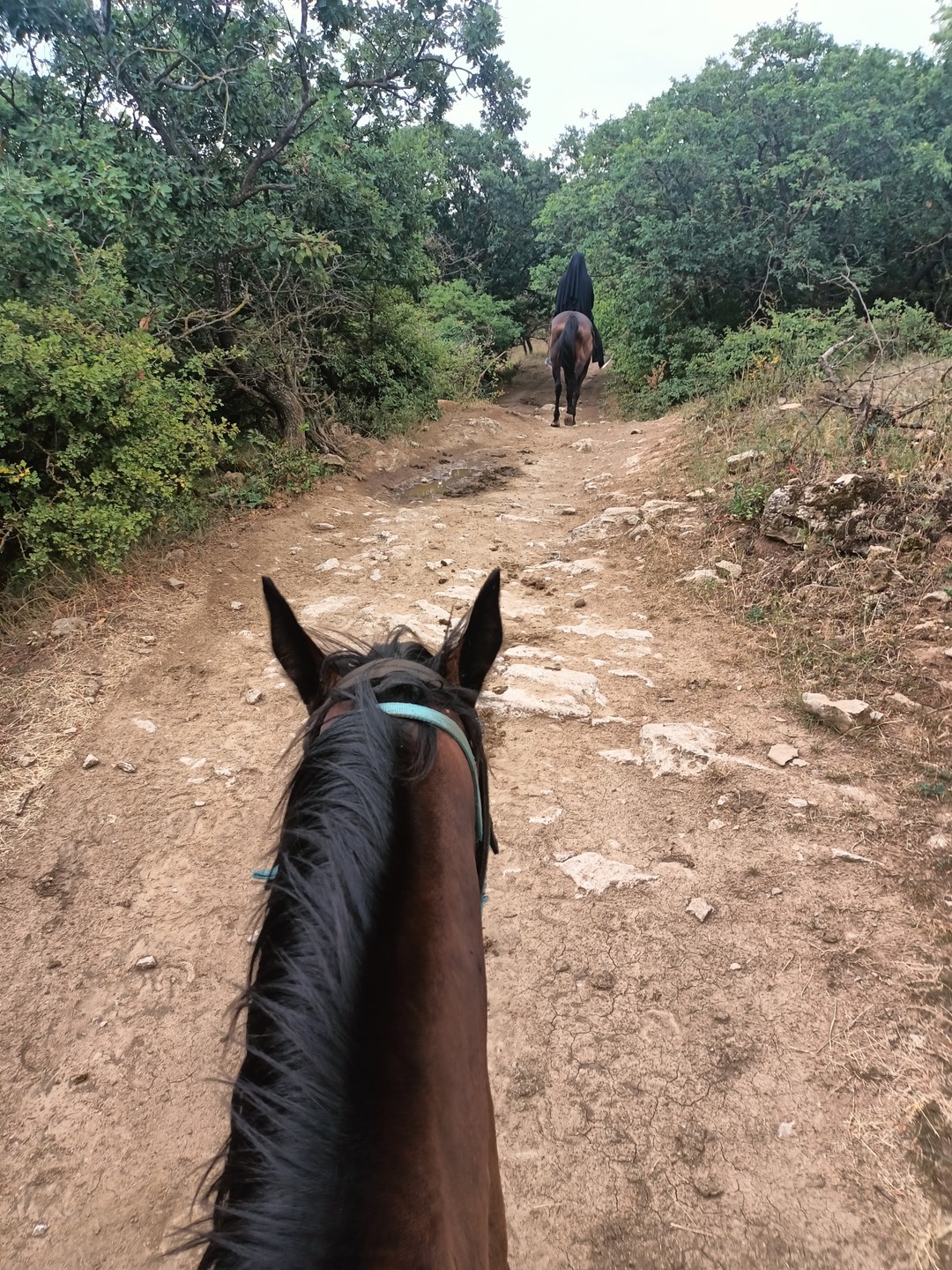 Мы идём с конём: прогулки на лошадях в Агачауле (Филимонова)
