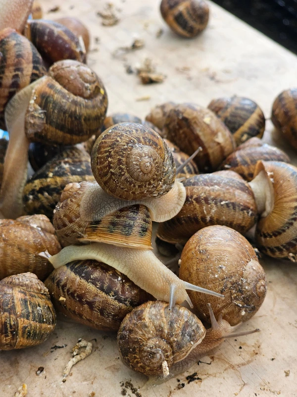 Трансфер из Минска: улиточная ферма и Несвижский замок