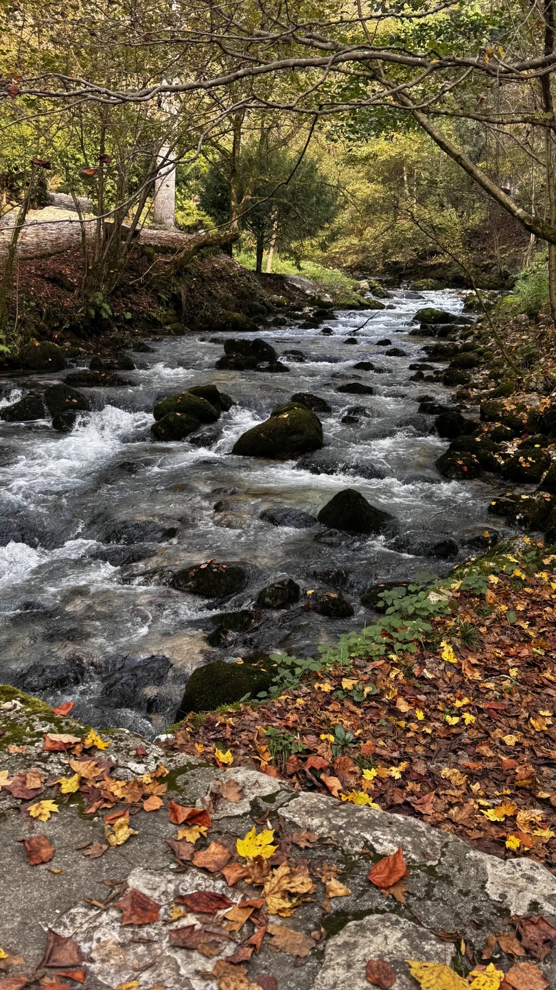 Экскурсия в Абхазию оставила незабываемые впечатления и подарила массу положительных эмоций. Страна удивляет своей природой, историей
